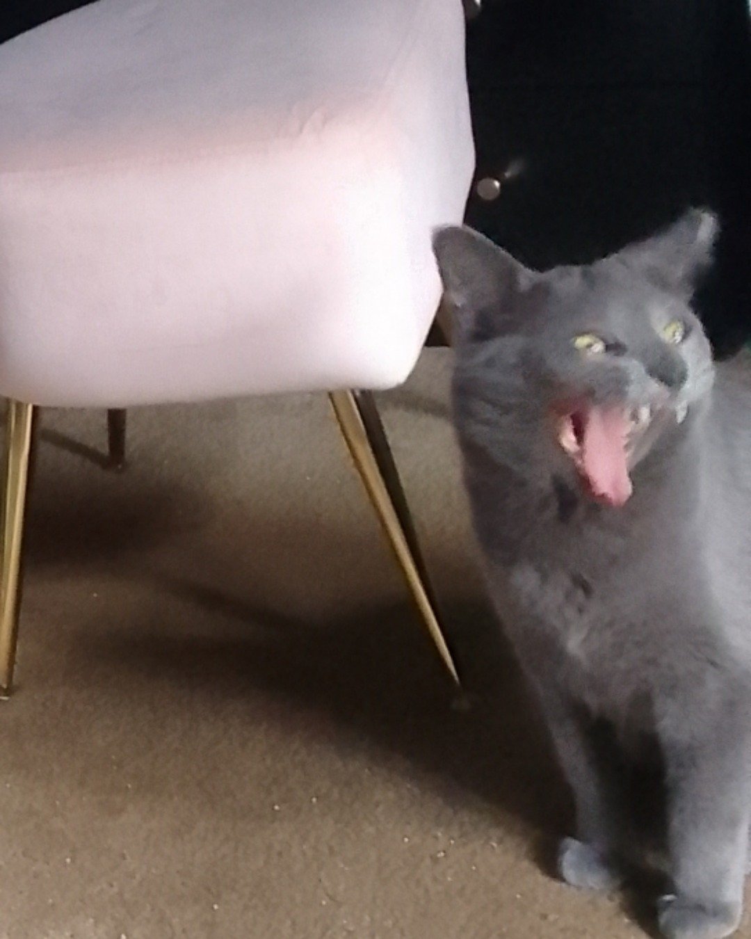 Luca the Unknown, but he is large. Furniture, Cat, Chair