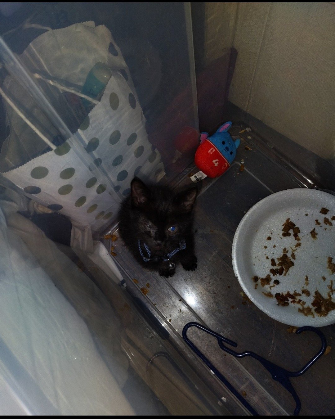 Fish. Plate, Cat