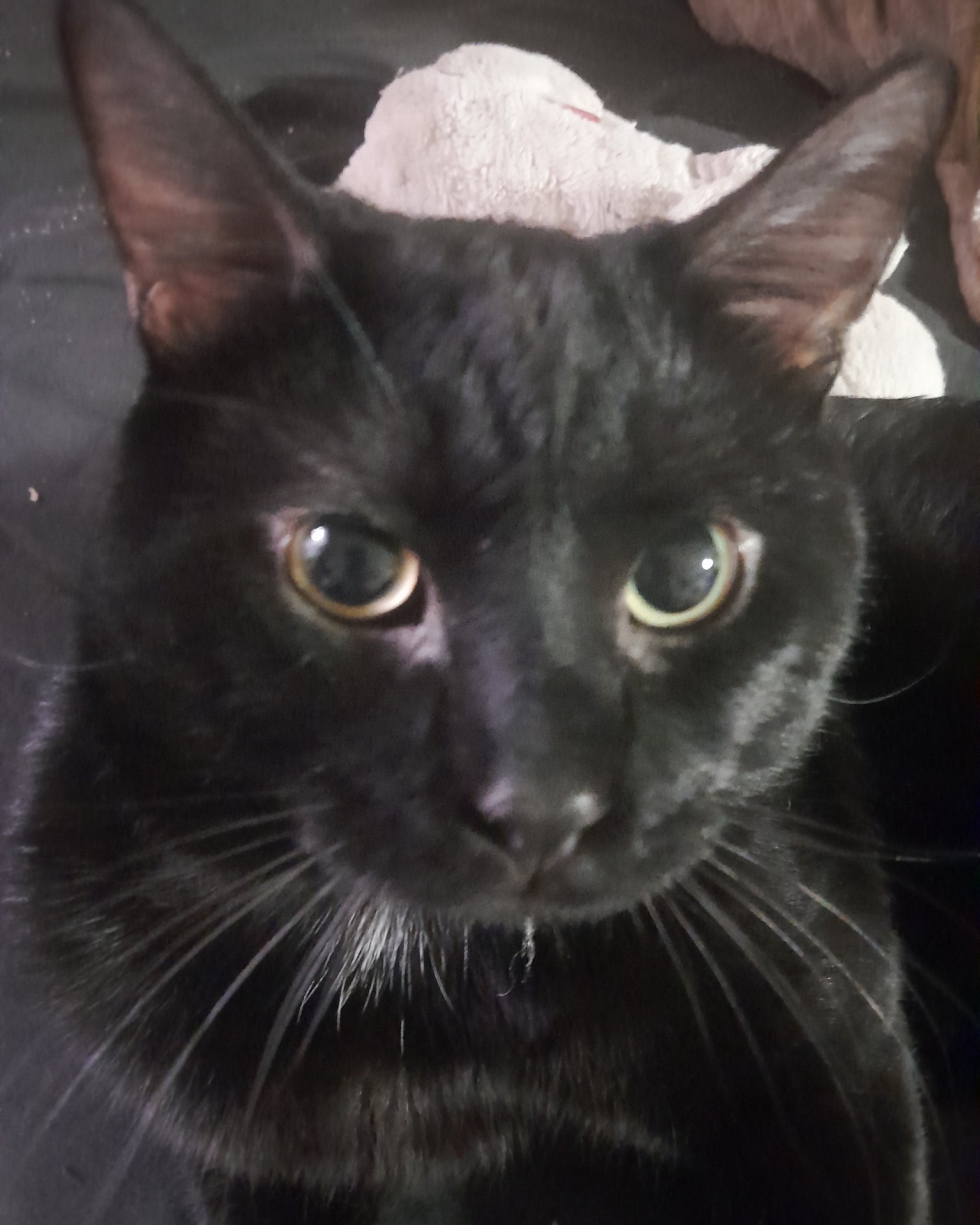 Midnight the black cat. Cat, Black Cat