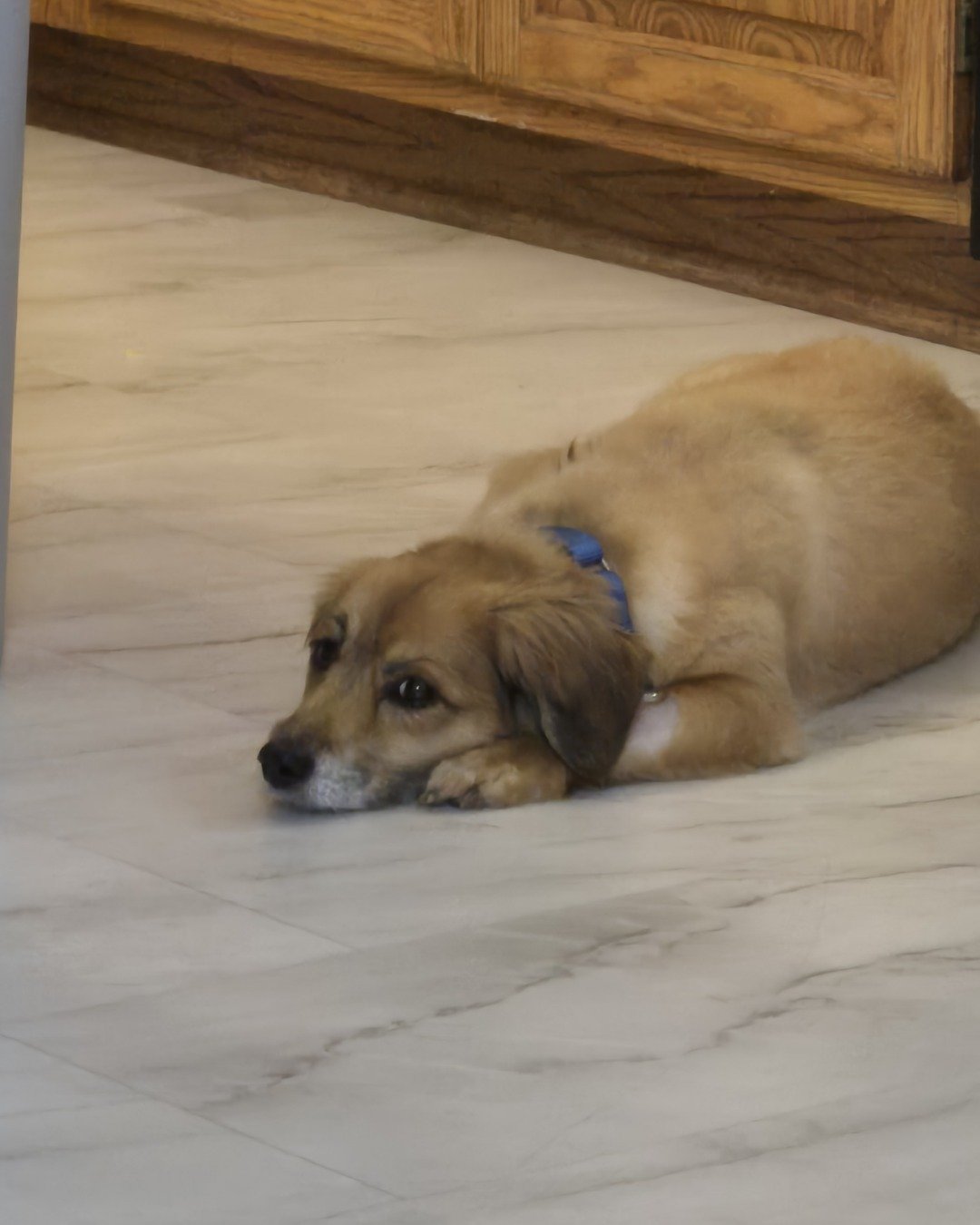 rusty. Floor, Dog, Puppy, Flooring, Golden Retriever, Wood