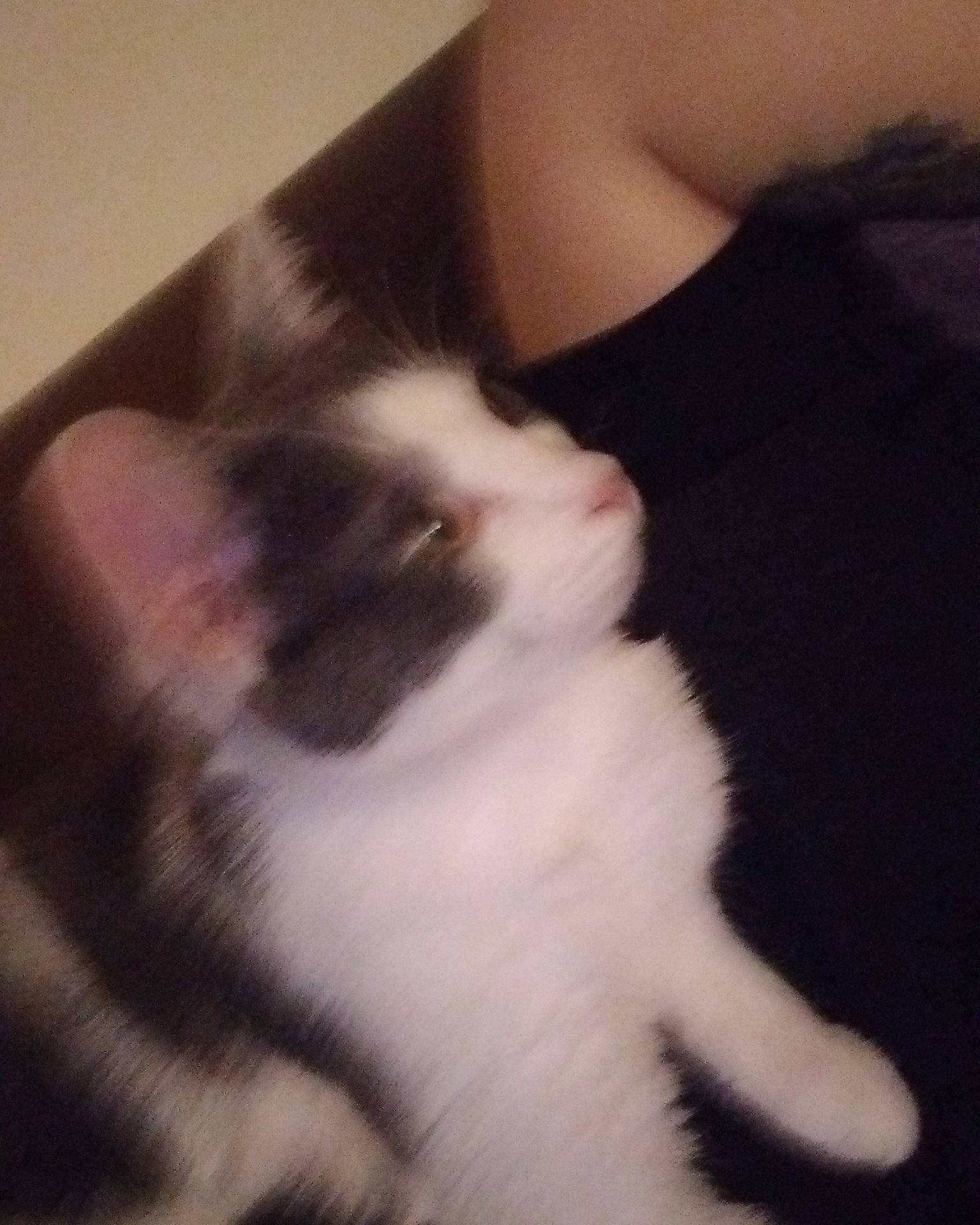 Cloudfur the American Shorthair. Cat, Kitten