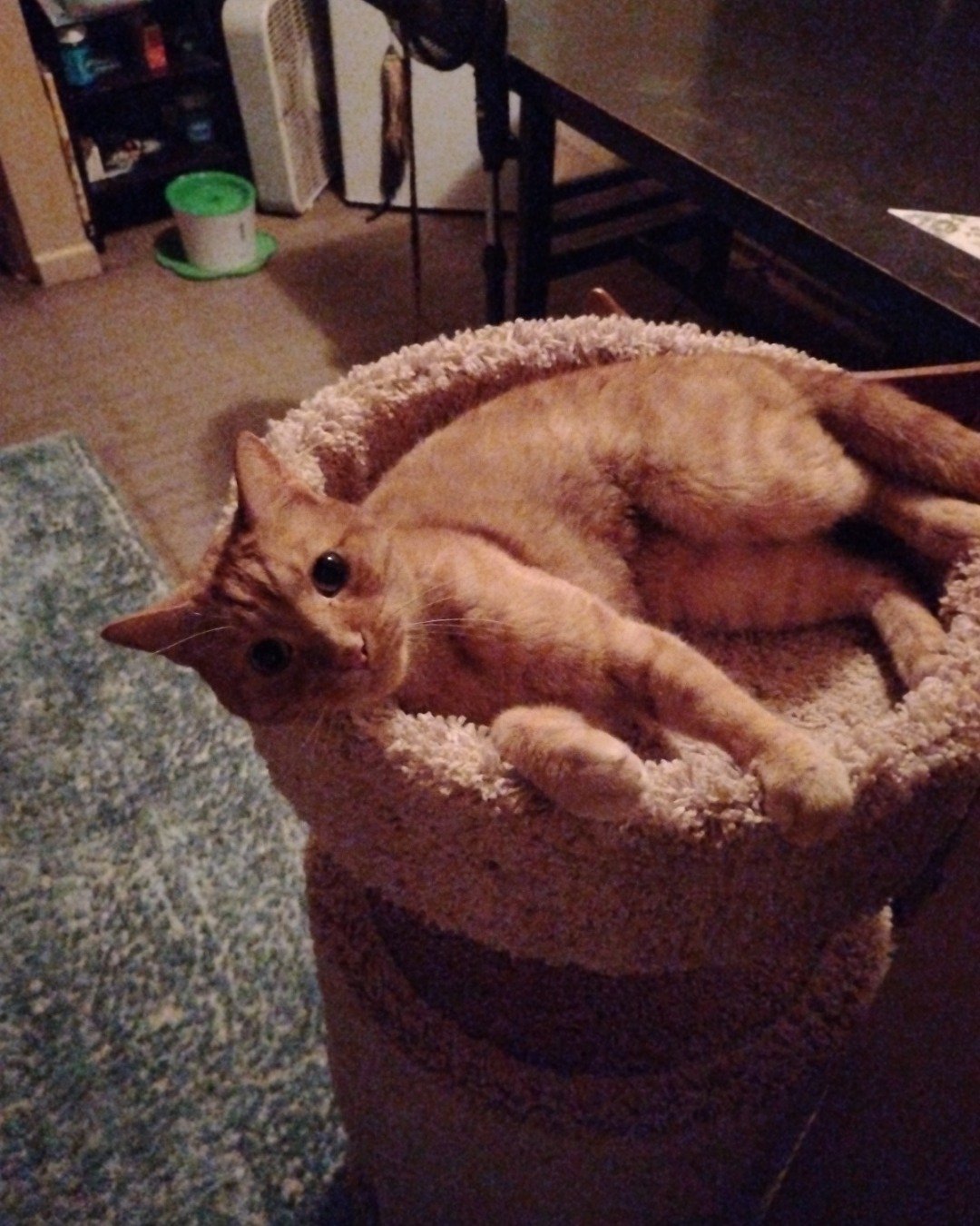 Tiger. Abyssinian, Cat, Kitten