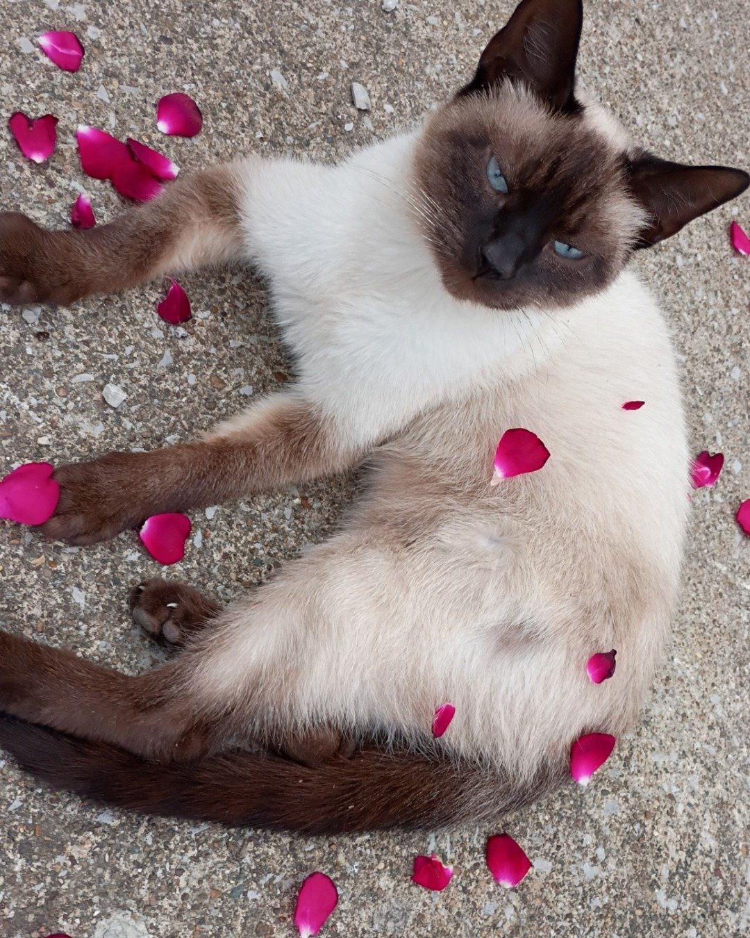 Ace the Siamese. Flower, Petal, Plant, Cat, Siamese