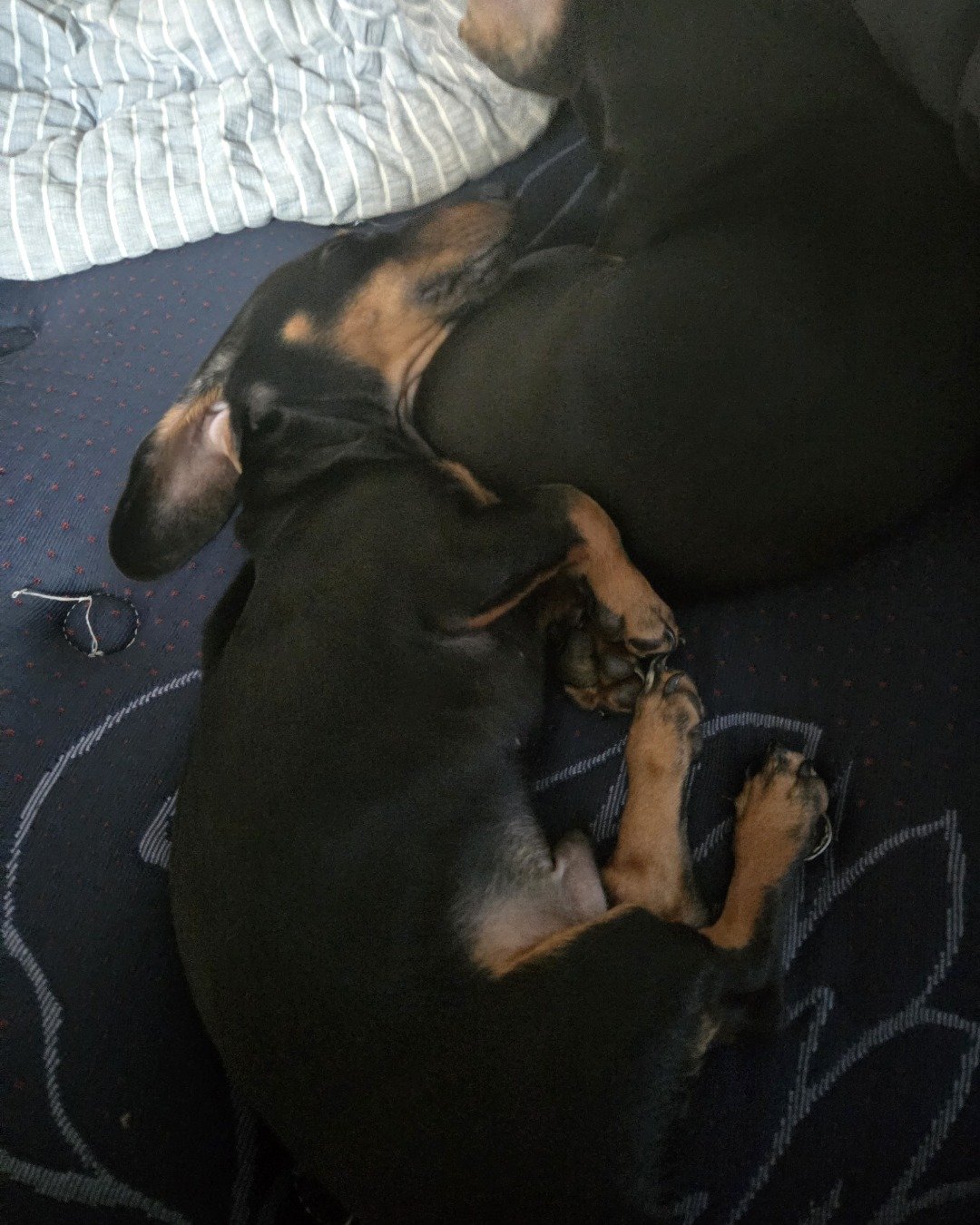 Angus the mini dachshund. Dog, Puppy, Person, Sleeping, Couch, Furniture