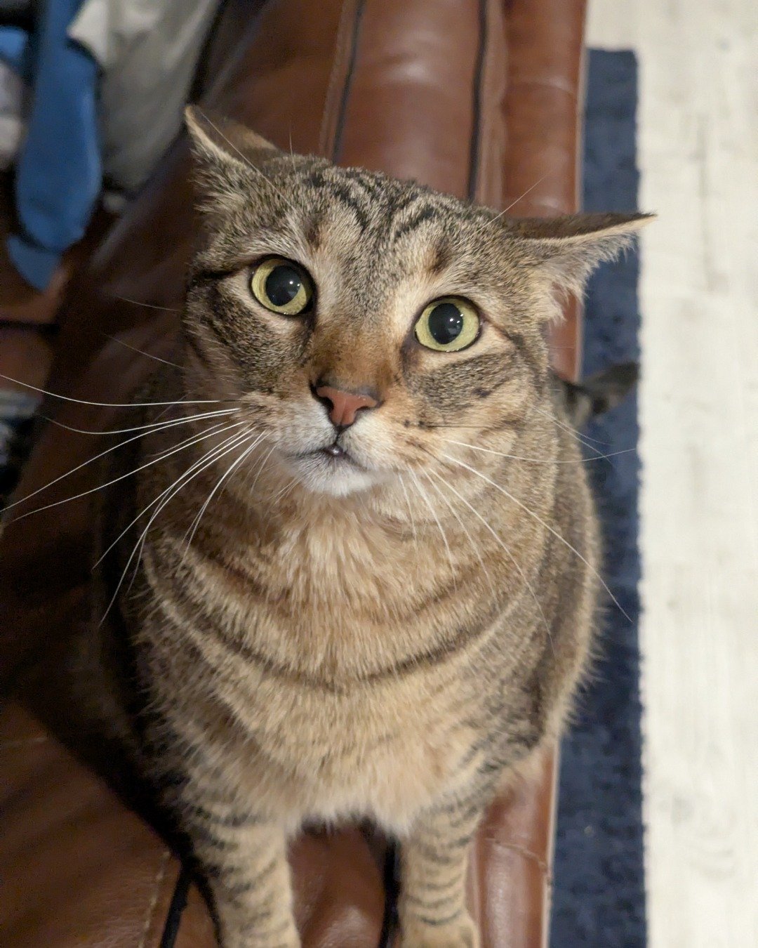 Cheddar Biscuit the Brown Tabby Shorthair. Abyssinian, Cat