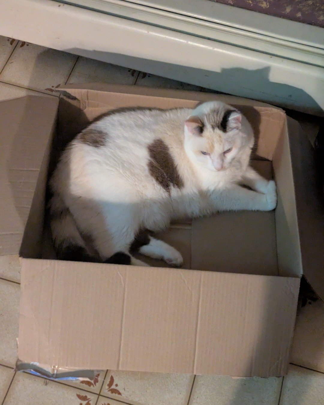 luna. Box, Cat, Cardboard, Carton