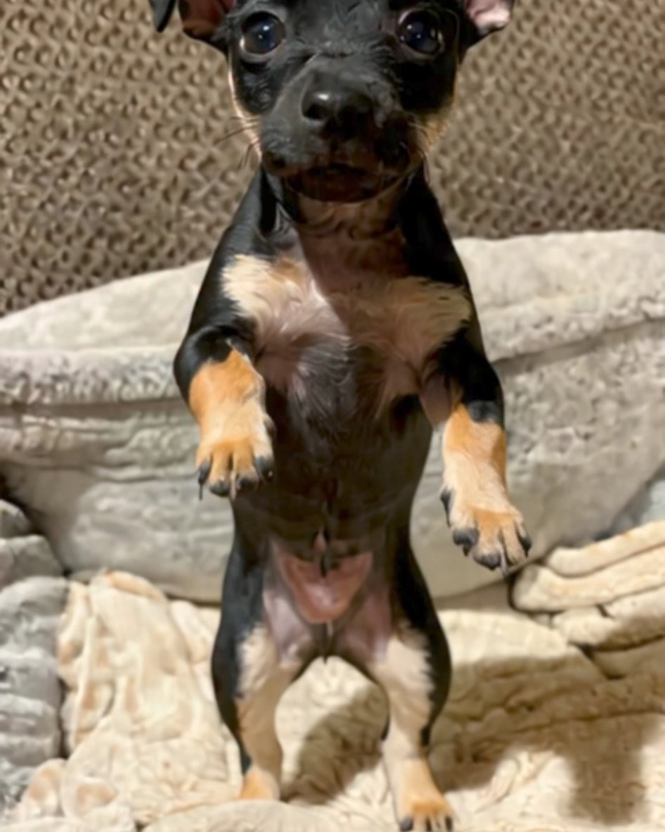 roxy the mini pin. Chihuahua, Dog, Puppy