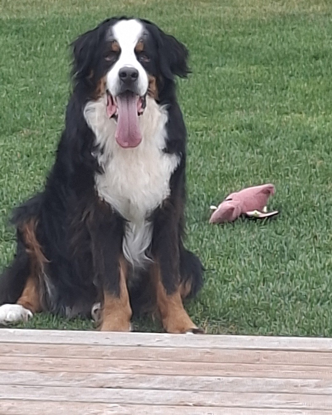 jellybean the calico. Grass, Plant, Dog