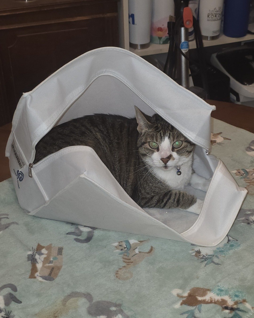 ruby. Cat, Bag
