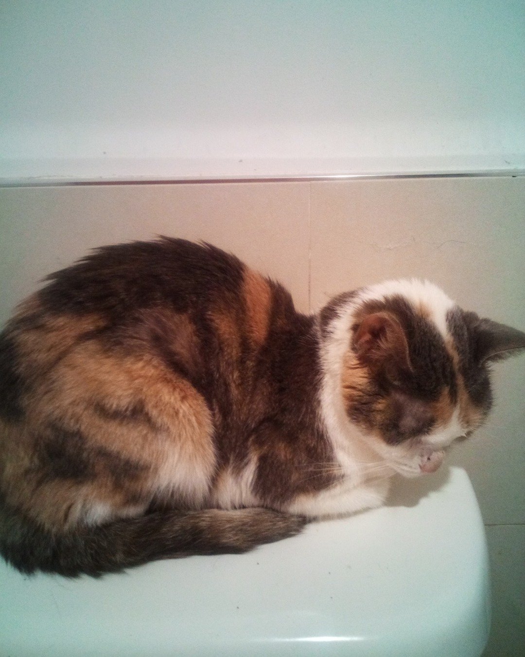 Lilith the short hair tabby cat. Cat, Manx, Bathing, Indoors