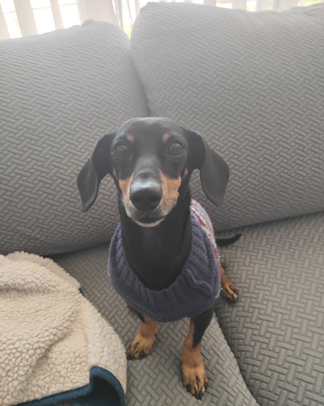 ralphie the wiener dog. Cushion, Home Decor, Couch, Furniture, Dog, Puppy