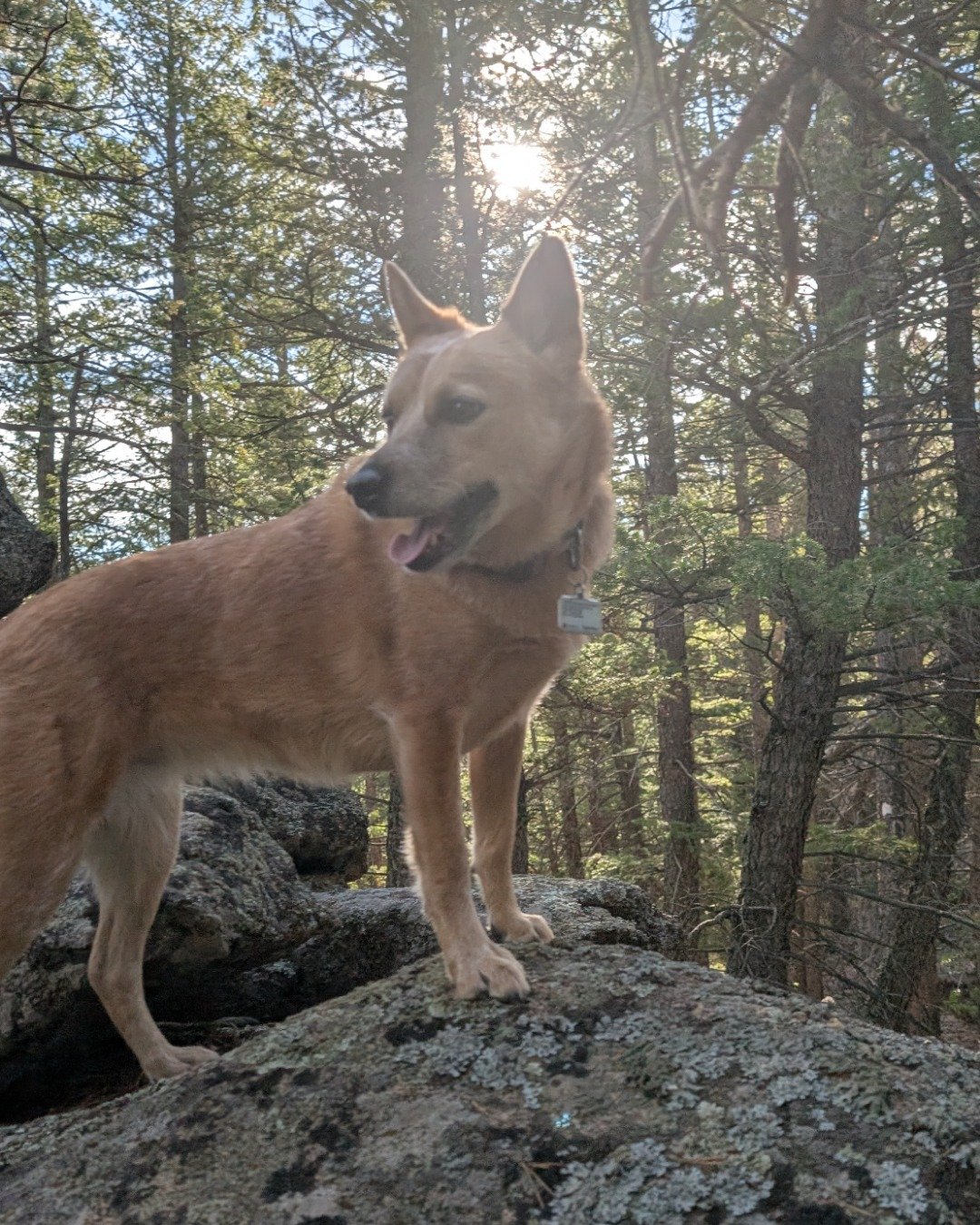 Sage the Australian Cattle Dog. Grove, Land, Nature, Outdoors, Plant, Tree