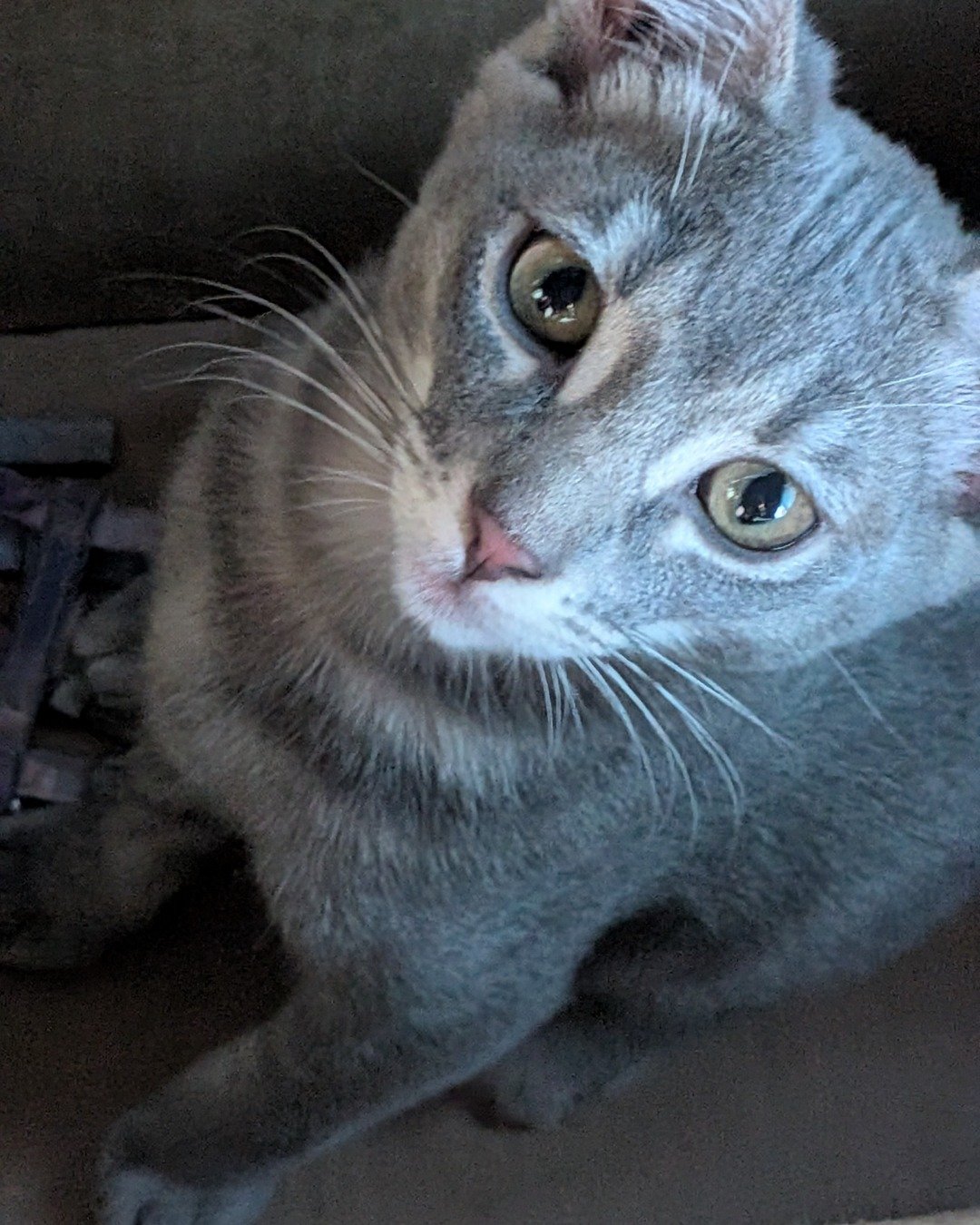 Egypt the American shorthair. Abyssinian, Cat