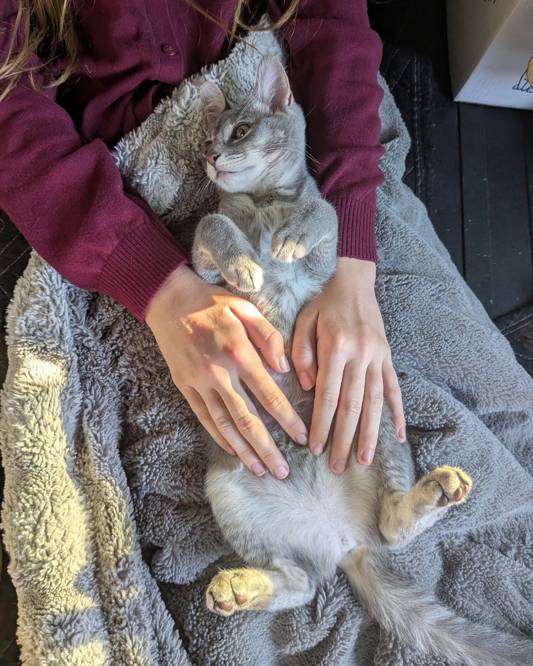Egypt the American shorthair. Cat, Kitten, Person, Blanket