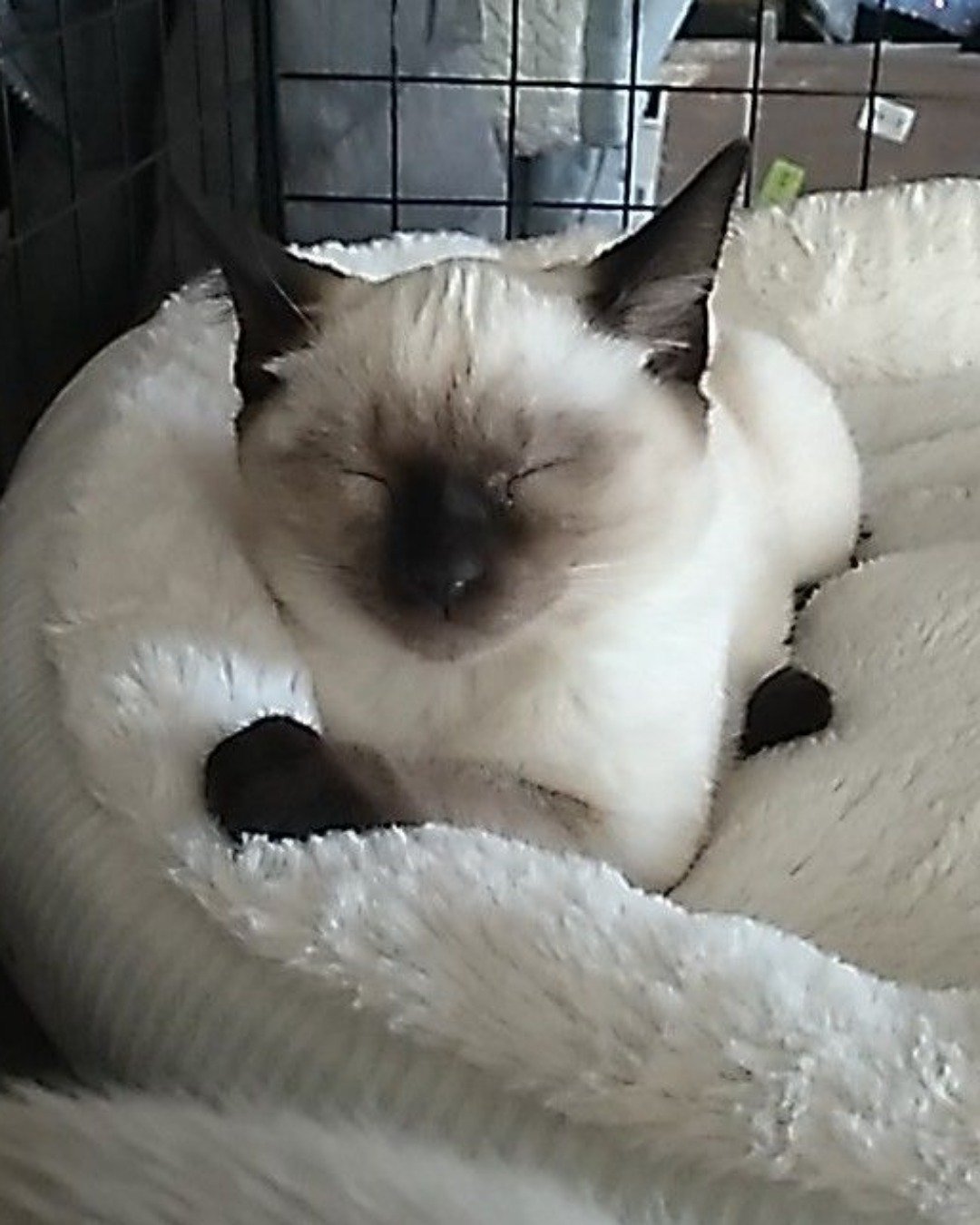 Luna🌙💫 (twin of Stella) the Siamese. Cat, Siamese