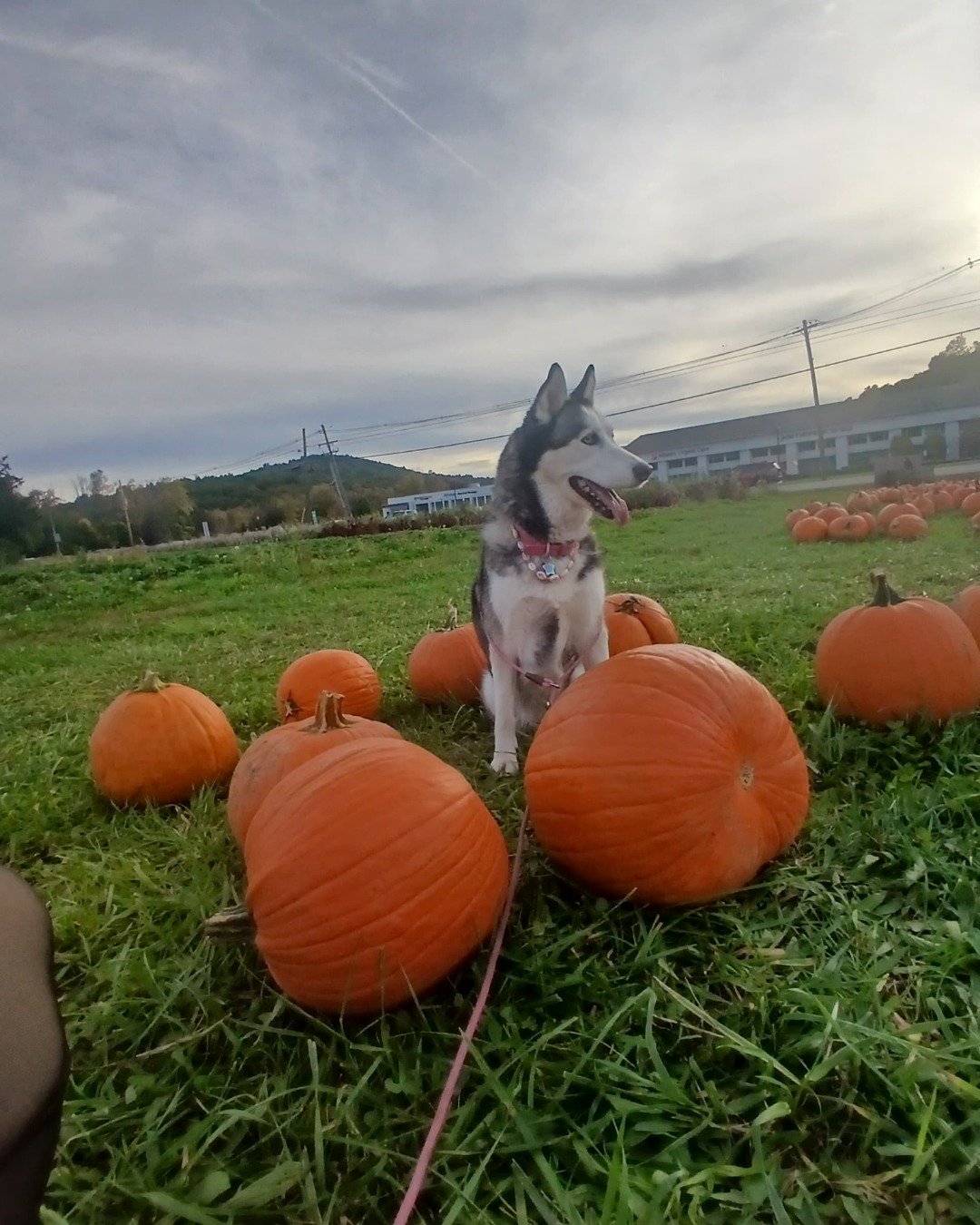 Akira the Liberian husky. Grass, Plant, Architecture, Building, Outdoors, Shelter