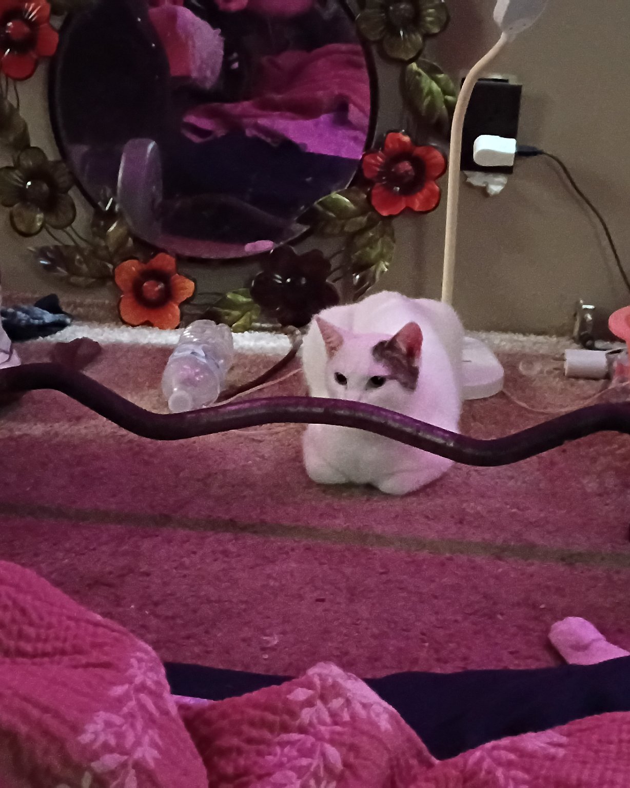 SnowBall. Purple, Plant, Potted Plant, Indoors, Interior Design, Cat