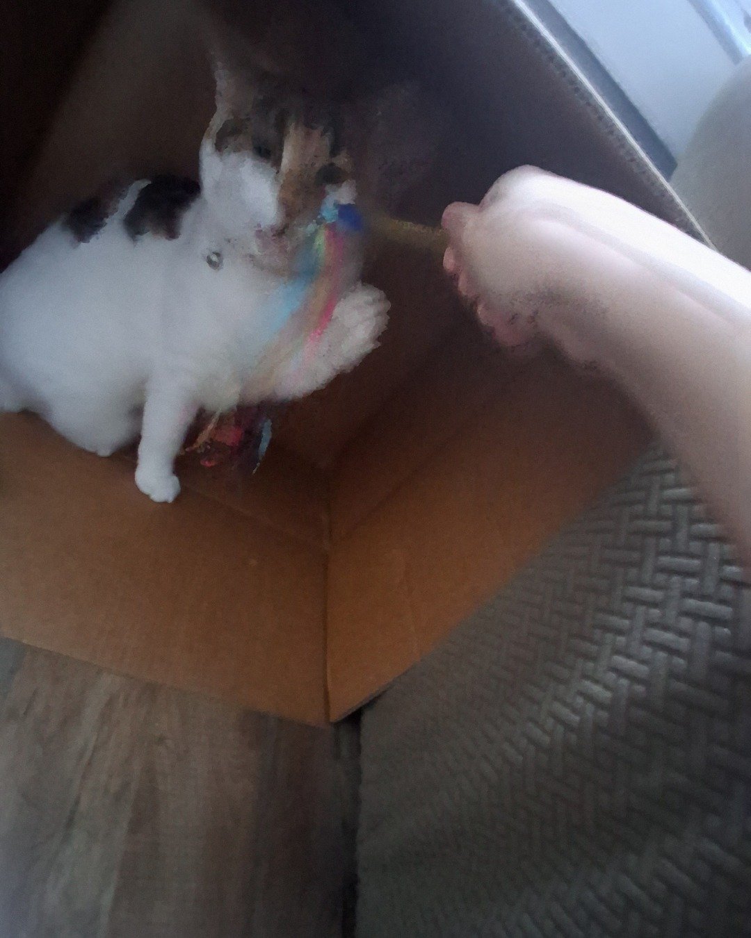 Callie the Calico maincoon. Dog, Puppy, Couch, Furniture, Cat