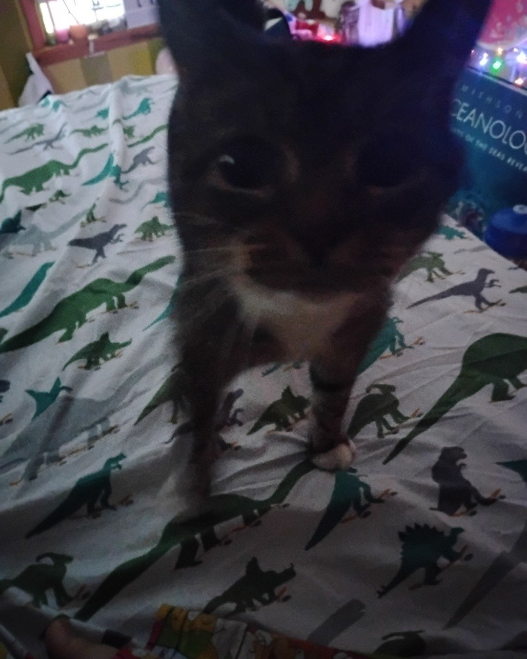 Shadow the Egyptian Tabby. Quilt, Furniture, Person, Bed, Bedroom, Indoors