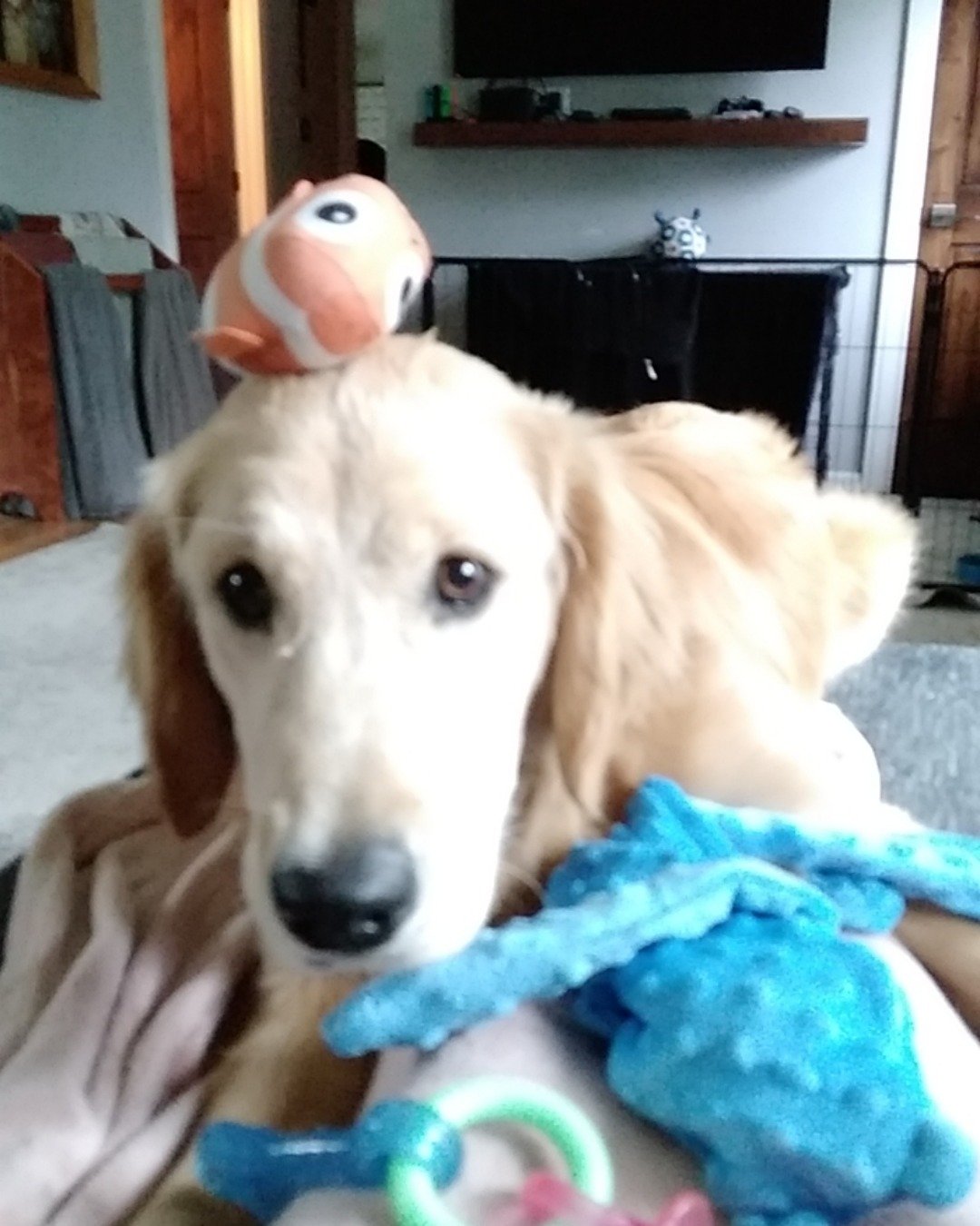 thatdogbeso the golden retriever. Dog, Puppy, Golden Retriever, Computer Hardware, Electronics, Hardware
