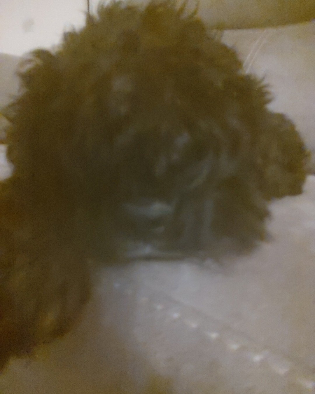 hank the cocker spaniel. Dog, Puppy, Poodle