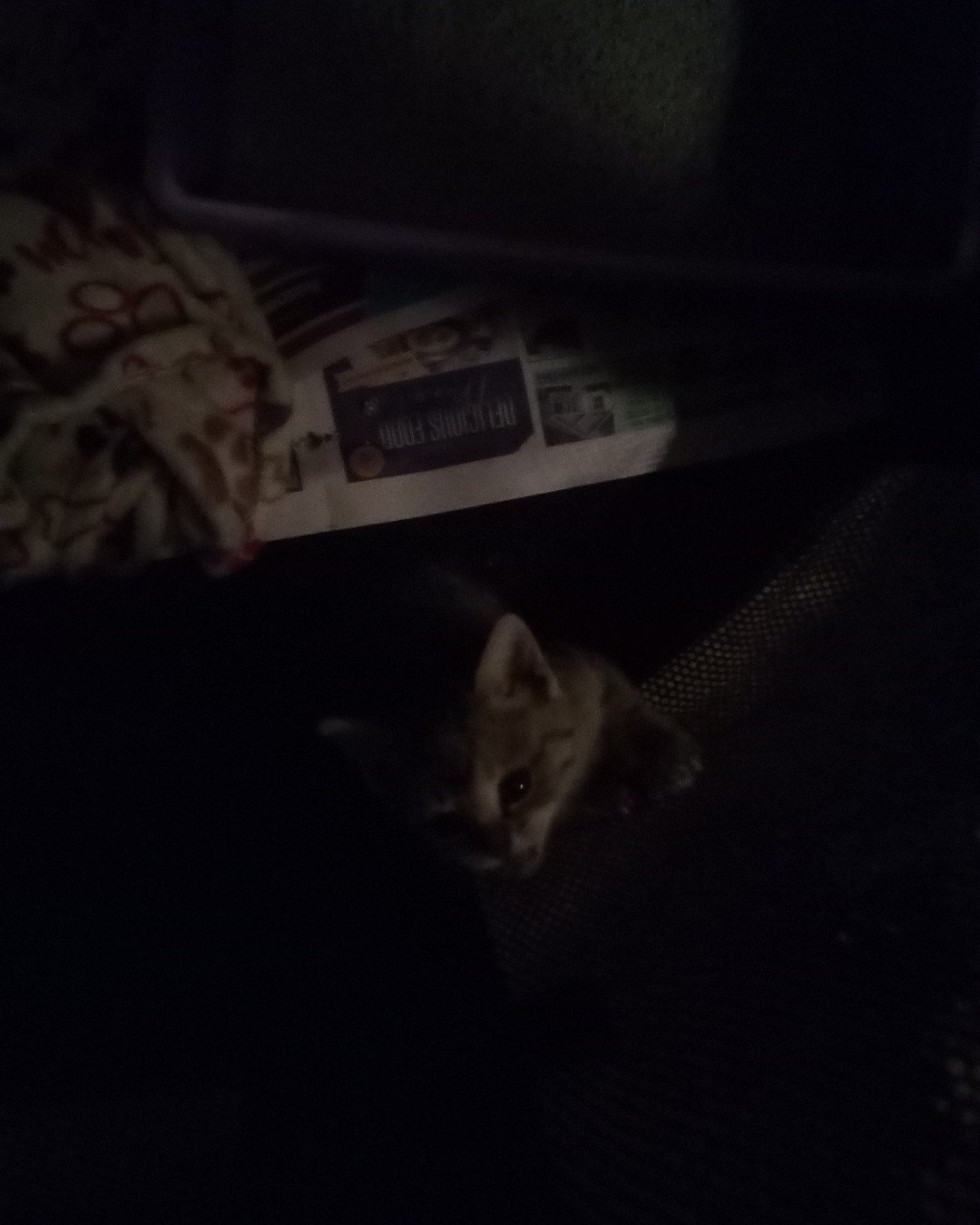 warrior. Cat, Kitten
