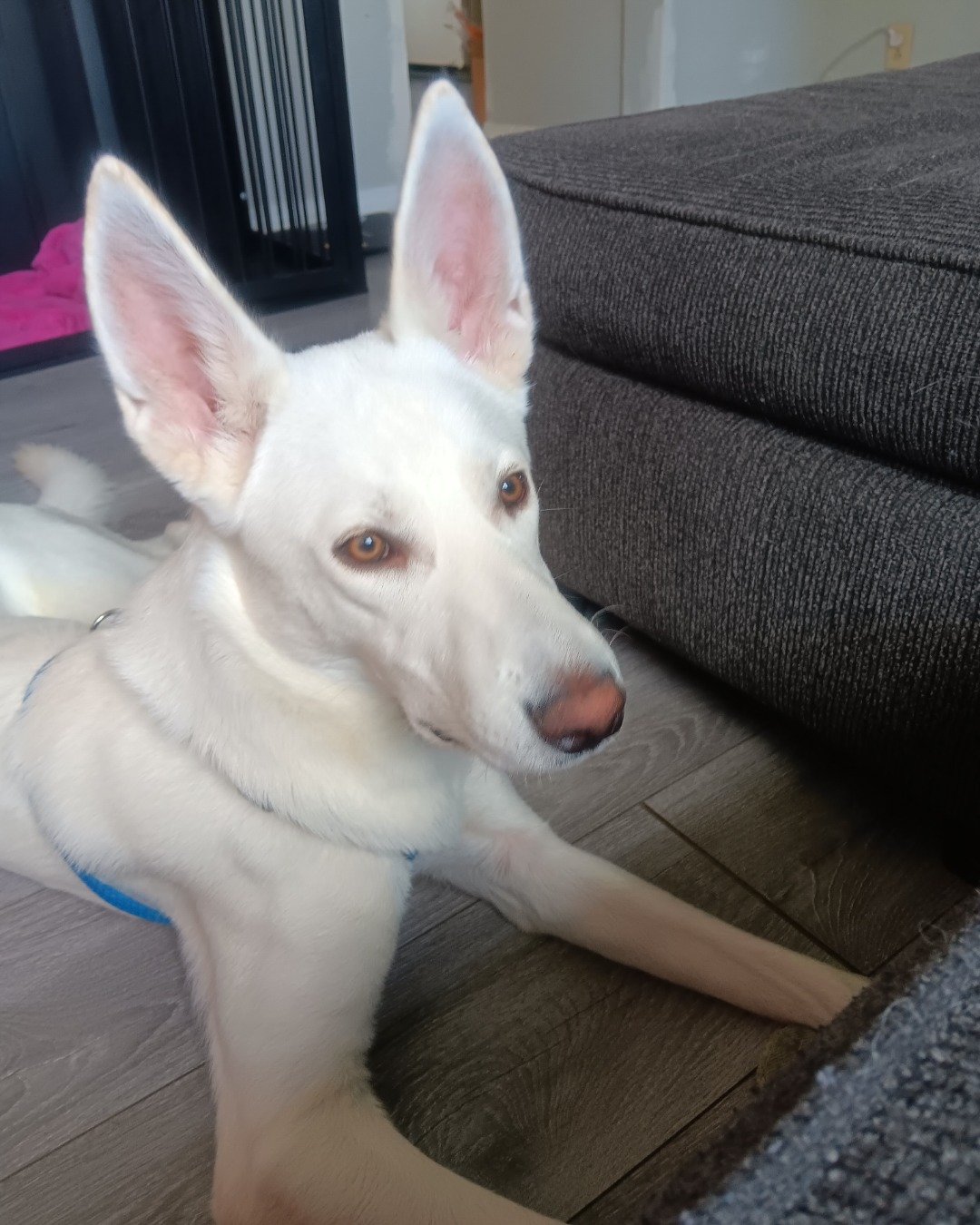Elthon John the German Shepard and Siberian Husky mix. Dog, Husky, White Dog, Puppy