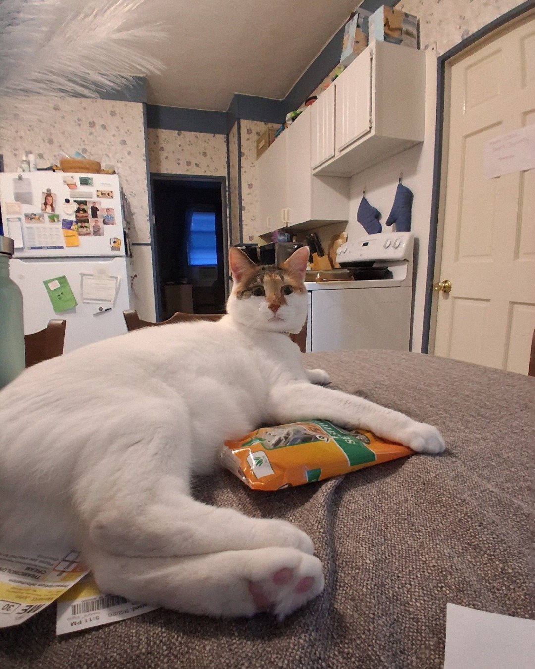Callie the Calico maincoon. Floor, Indoors, Interior Design, Flooring, Cat, Architecture