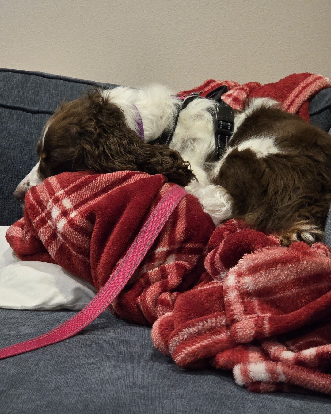 Sparky the English Springer Spaniel. Blanket, Couch, Furniture, Dog, Puppy