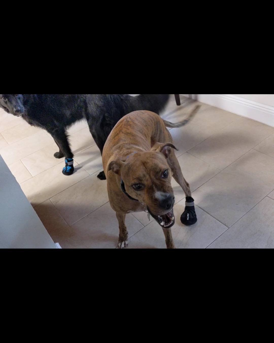 Cooper the Pitbull Mutt