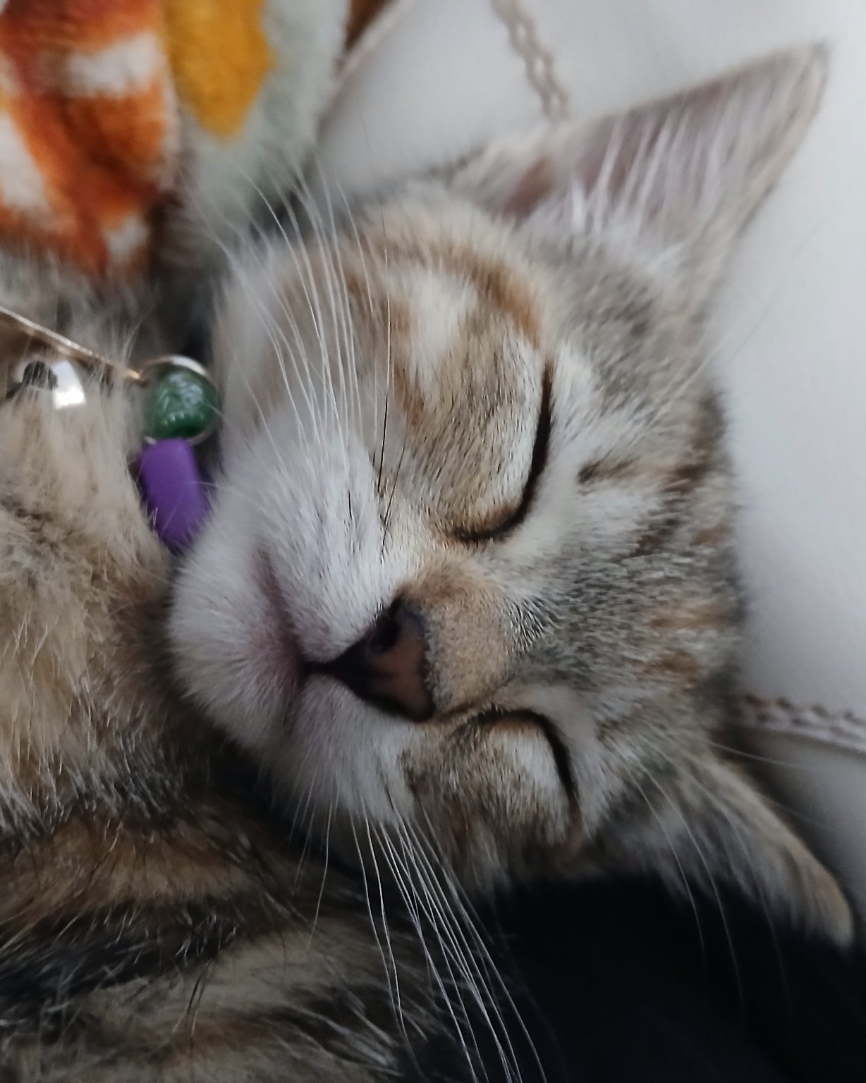 Vanilla Bean Von schweetz the Unknown. Cat, Kitten, Accessories, Person, Sleeping