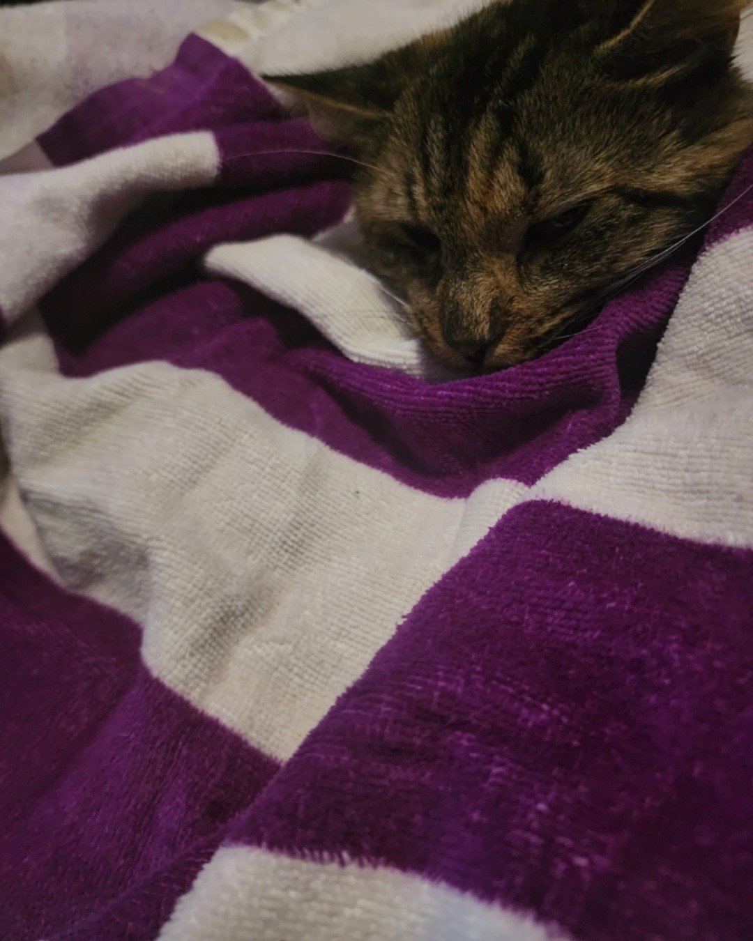 Buttercup. Blanket, Purple, Cat, Quilt