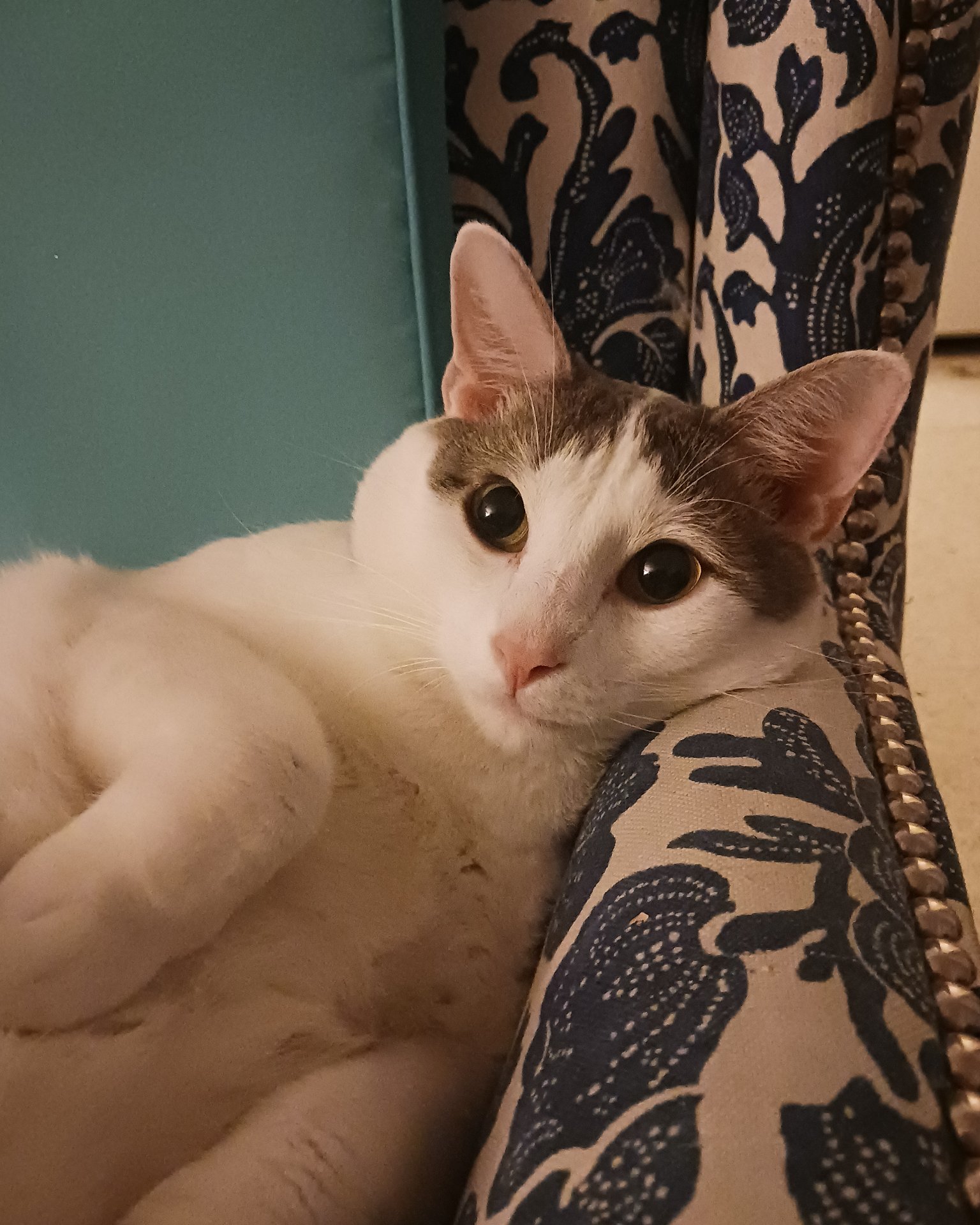 Little Dude the Unsure. Cat, Furniture, Couch