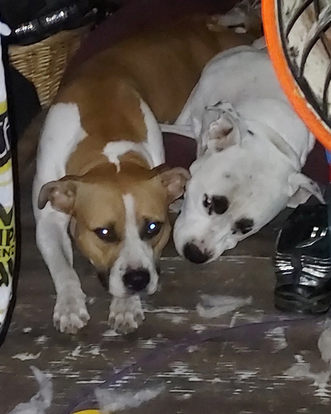 pup&kaos the pittys. Dog, Puppy, Boxer, Bulldog, Hound, Pitbull