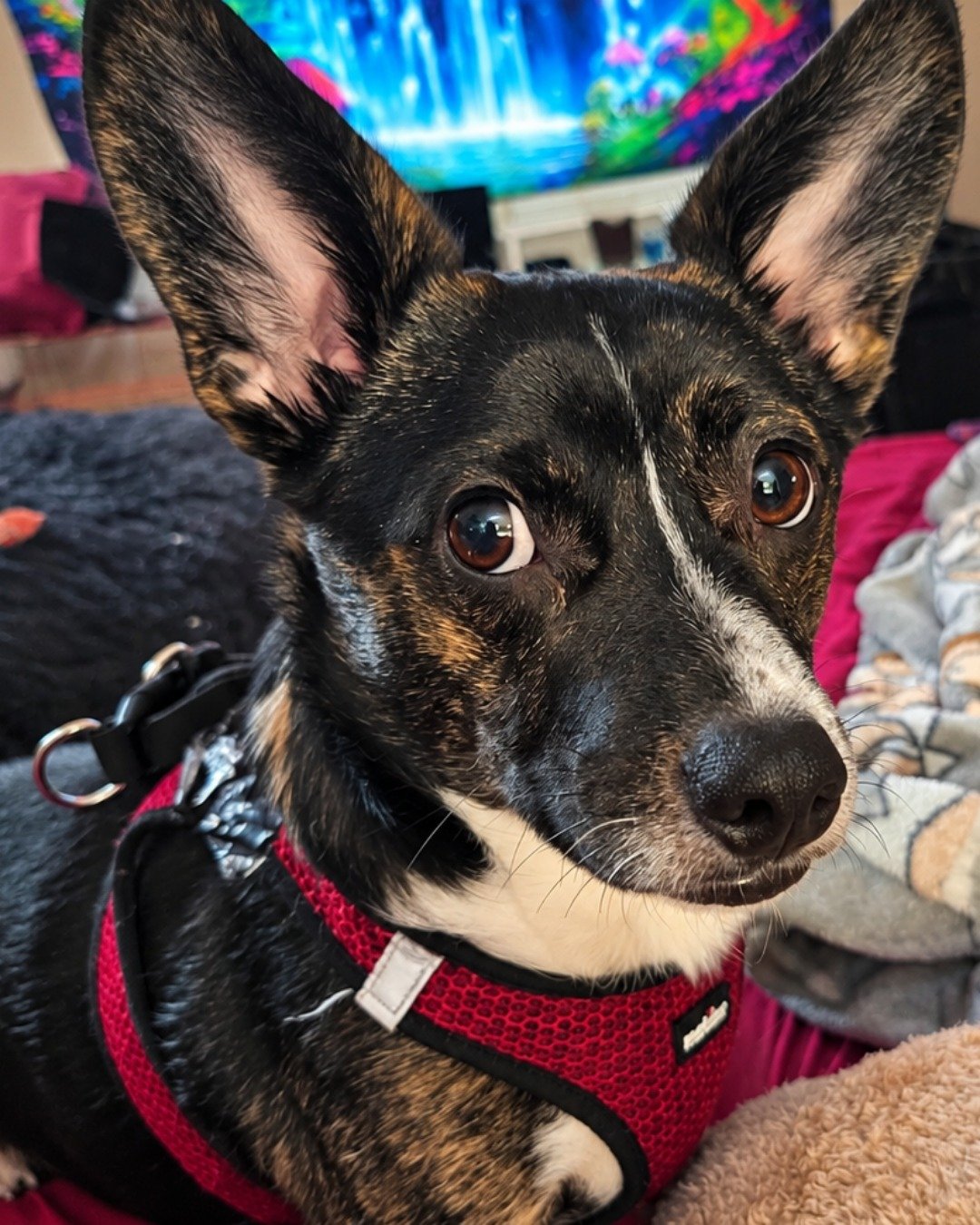 Zipper the chiweenie. Dog, Puppy, Accessories, Strap