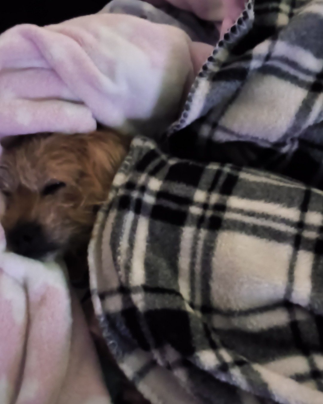 dexter the mutt. Blanket, Dog, Puppy