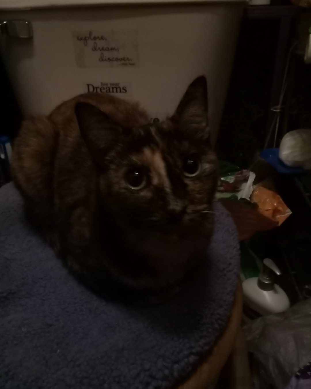 Gizmo. Cat