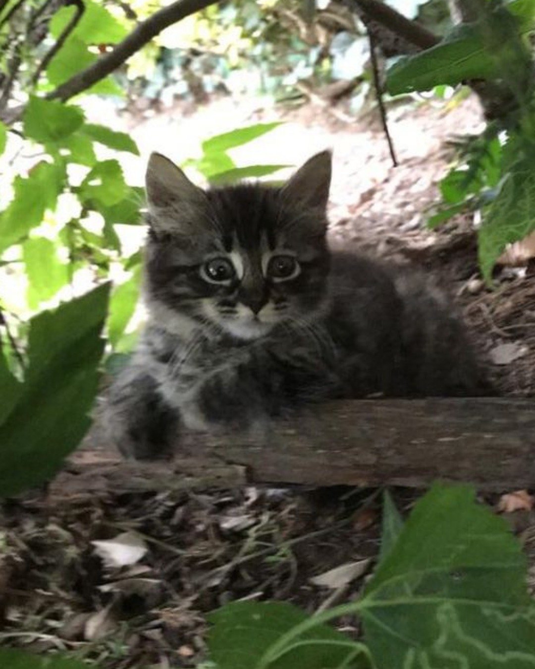 Stray cats I find. Leaf, Plant, Vegetation, Cat, Kitten, Herbal