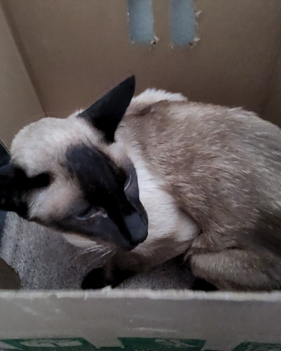 yum yum the siamese. Cat, Siamese