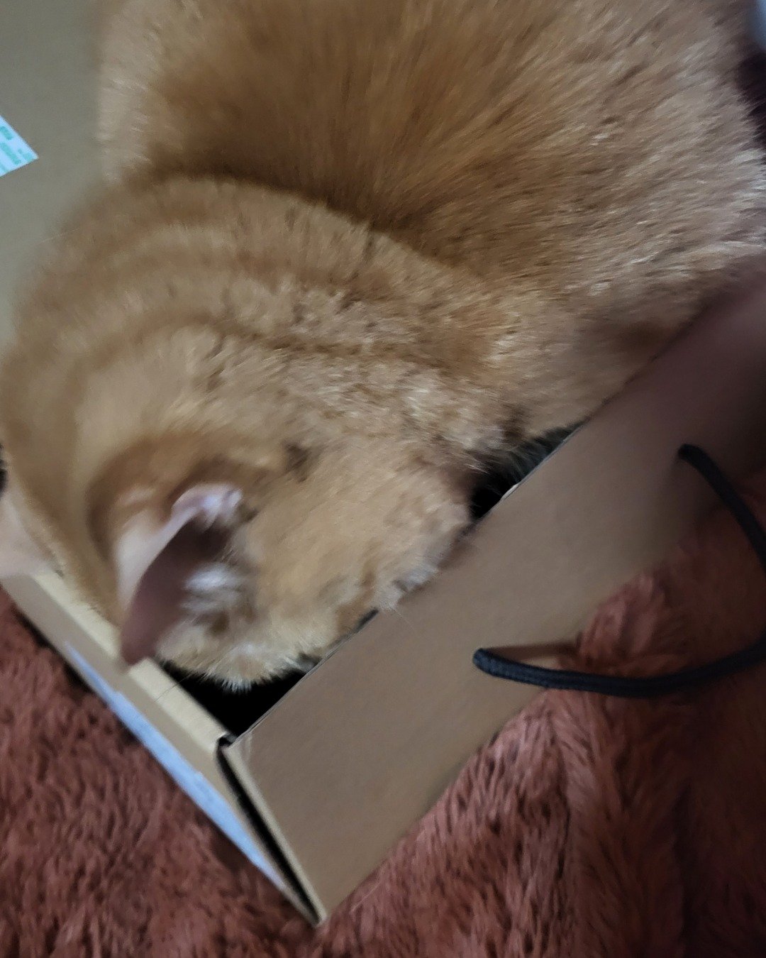 Rosie the American Shorthair. Box, Cat