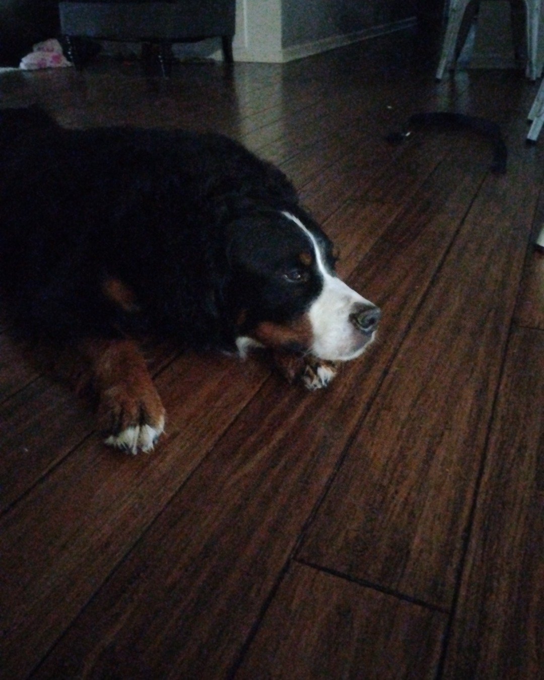 Diva the Bernese mountain Dog. Floor, Flooring, Hardwood, Wood, Dog, Puppy