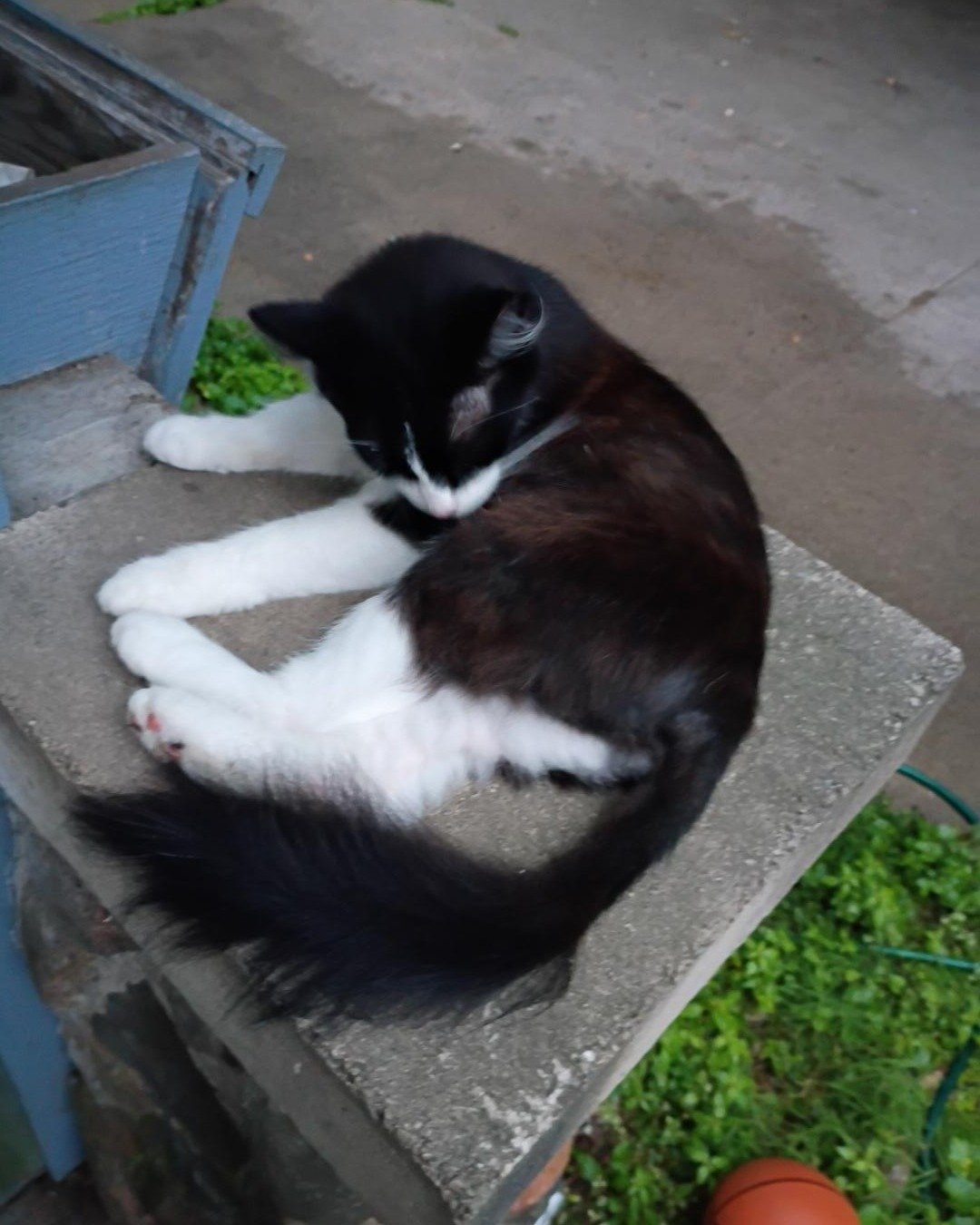 Fuzzy the Tuxedo. Plant, Potted Plant, Jar, Planter, Pottery, Vase