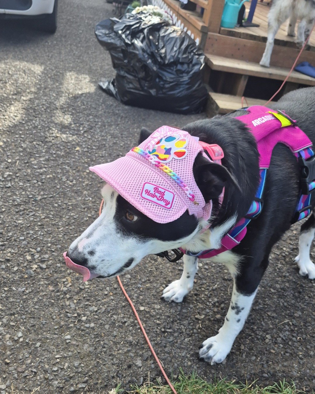 stevie the border collie/lab. Accessories, Strap, Clothing, Hat, Baseball Cap, Cap