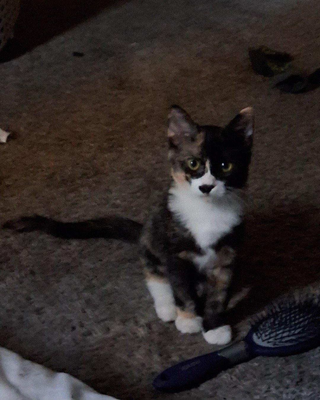 Violet the Calico kitten. Racket, Sport, Tennis, Tennis Racket, Cat, Kitten