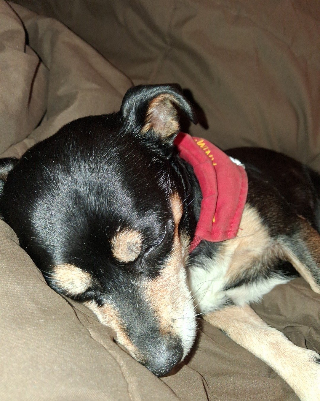 Turbo the Miniature pinscher. Dog, Puppy, Hound, Person, Sleeping, Couch