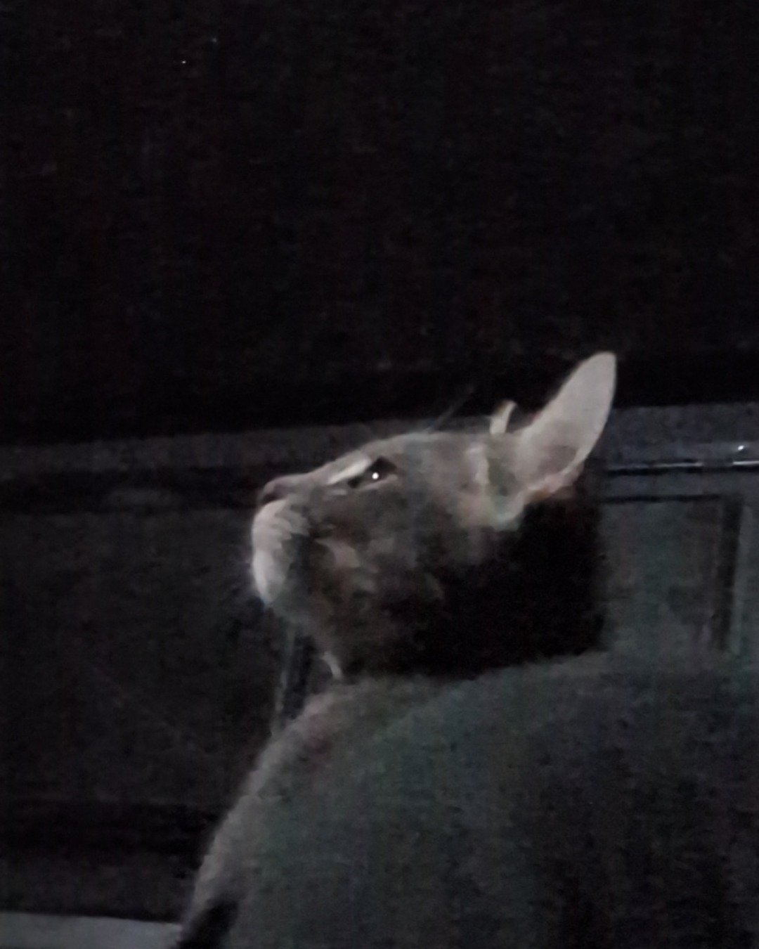 Egypt the American shorthair. Bird, Rodent