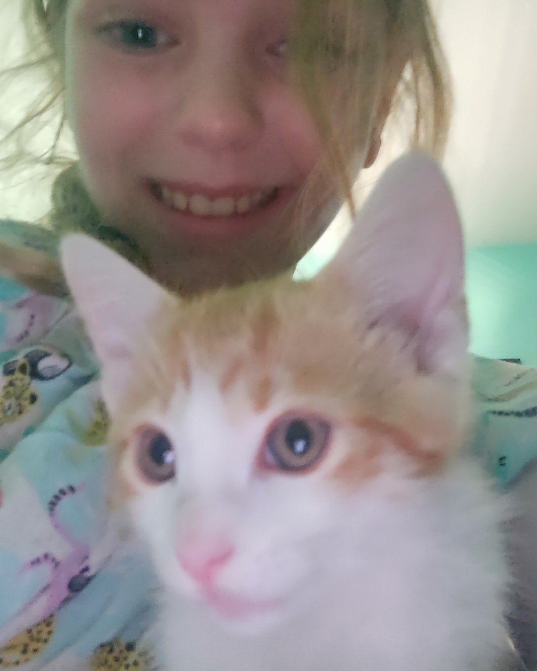 runt , abbey jr. ,and peanut butter cup the Tabby and calico. Person, Cat, Kitten, Selfie