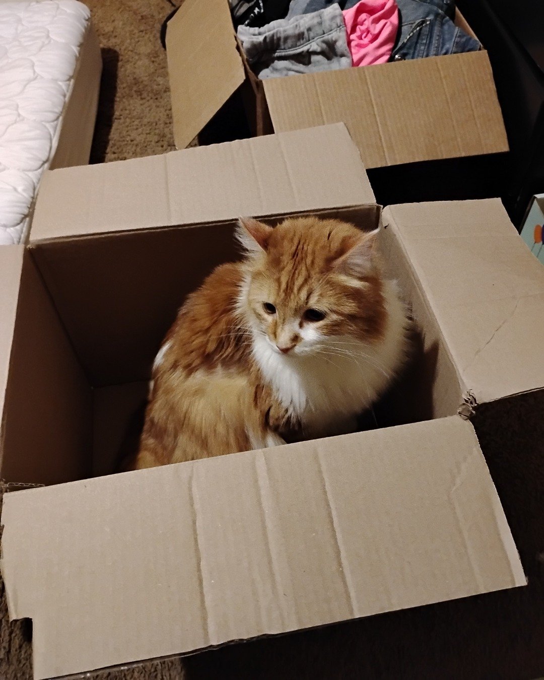 Lucky. Box, Cat, Cardboard, Carton
