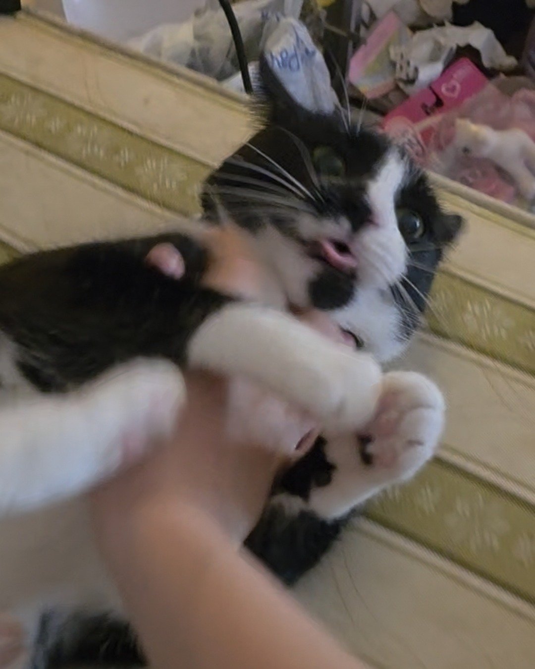Lorelai the Tuxedo. Cat, Kitten