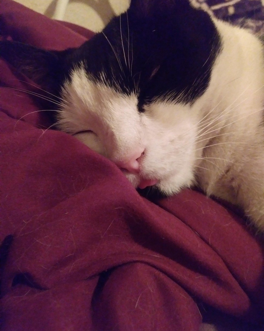 Zeke the Tuxedo. Blanket, Cat, Person, Sleeping, Kitten